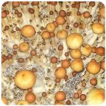 Псилоцибиновые (галлюциногенные)  грибы Psilocybin "Golden Teacher" в Серове