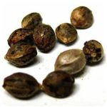 Семена марихуаны АК-47  (Seeds AK-47) в Серове